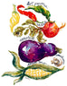 Vegetable Garden Notecards