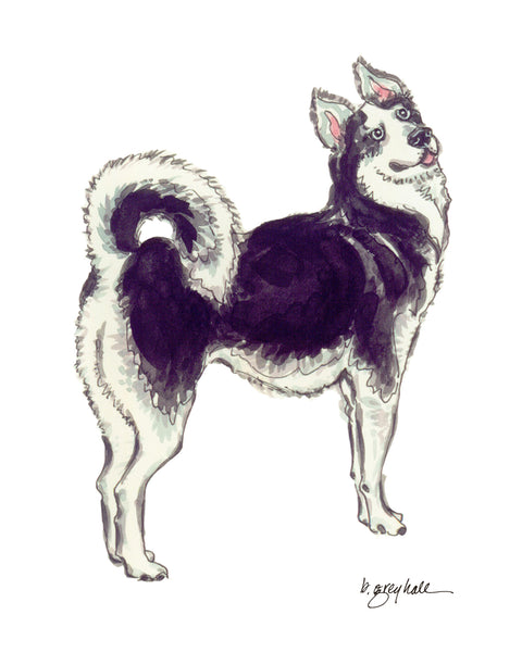 Siberian Husky - Art Print